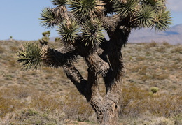 Joshua Tree